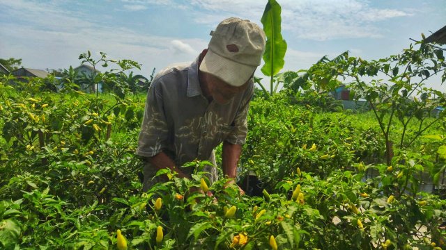 Dapat Cuan dari Tanam Cabai Rawit di Pekarangan