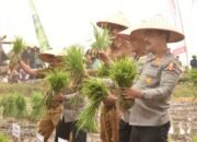 Wakapolri Berpartisipasi Panen dan Penanaman Padi di Kalsel, Ini Tujuannya 27 Wakapolri Berpartisipasi Panen dan Penanaman Padi di Kalsel, Ini Tujuannya