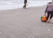 Ikan Berserakan di Pantai, Ini Penyebabnya