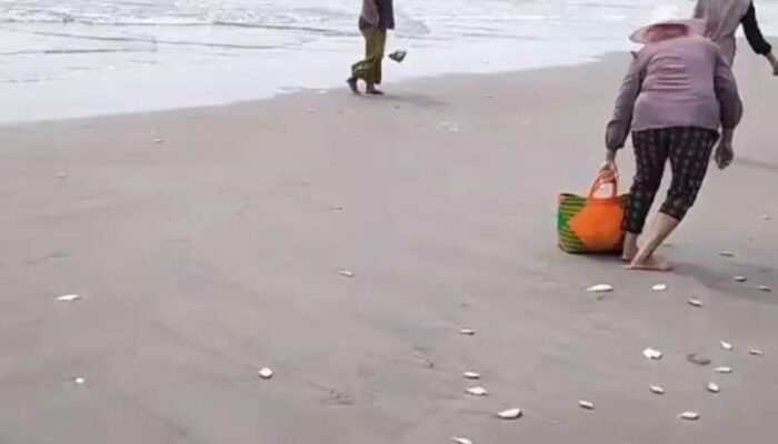 Ikan Berserakan di Pantai, Ini Penyebabnya