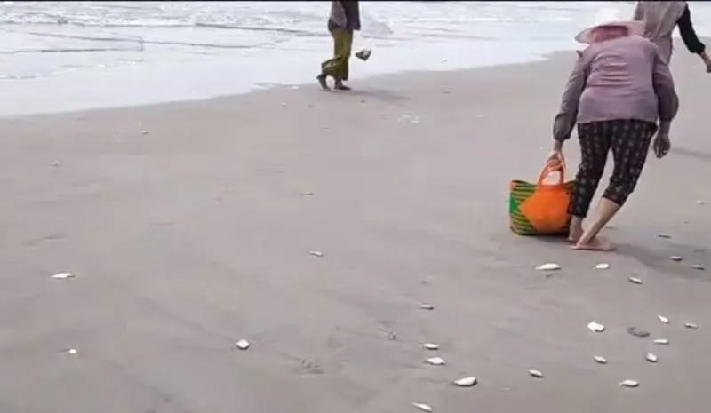 Ikan Berserakan di Pantai, Ini Penyebabnya 1 IMG 20231105 WA0041