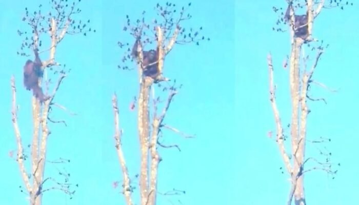 Orang Utan Berkeliaran Masuk Kebun, Petani di Sampit Waswas
