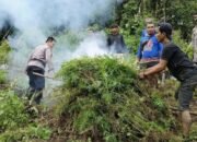 Lima Hektare Ladang Ganja Dimusnahkan
