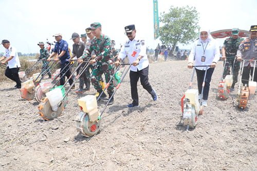 Gernas Tanam Padi di Tala Capai Ratusan Hektare 1 hal 4 Lapsus Tala 1 4 klm