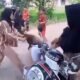 5 HL Perundungan anak 3klm