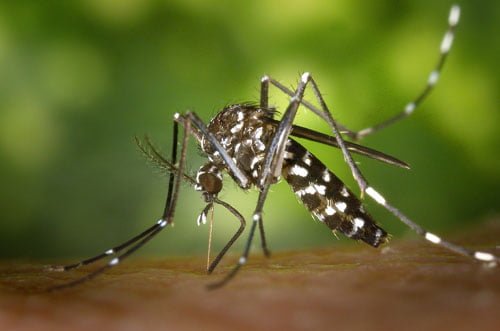 Dengue Hemorrhagic Fever Cases in Banjar Regency Reach 177, Health Department Urges Community Action