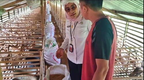 Bisnis Ternak Itik Menjanjikan dengan Program 'Siti Hawa Lari' 1 8 3klm itik