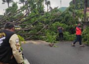 DLH Banjarbaru Imbau Warga Laporkan Pohon Rawan Tumbang 27 DLH Banjarbaru Imbau Warga Laporkan Pohon Rawan Tumbang