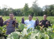 Tanam Terong dan Cabai Bantu Kendalikan Inflasi 17 Tanam Terong dan Cabai Bantu Kendalikan Inflasi