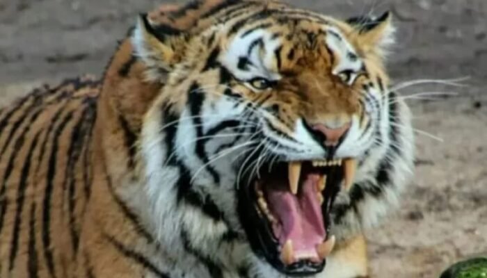 Warga Meninggal Diterkam Harimau