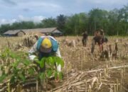 TNI Dukung Ketahanan Pangan Dilakukan Koramil 02/Batang Alai Utara