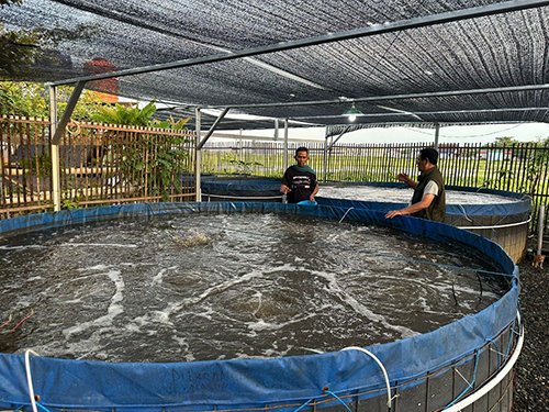 1 35 klm Kontrak Pemprov 14 Paman Birin semangati peternak budidaya ikan tawar