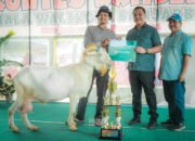 Tingkatkan Kualitas Ternak, Banjarbaru Gelar Kontes Kambing se Kalimantan 23 Tingkatkan Kualitas Ternak, Banjarbaru Gelar Kontes Kambing se Kalimantan