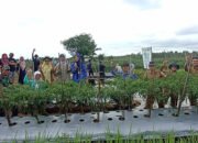 Panen Cabe Merah, Motivasi Untuk Generasi Millenial