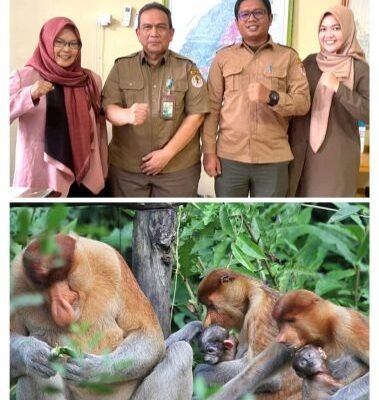 Ketua SBI Kalsel, Amel Sambut Gembira Kelahiran Bayi Bekantan di Stasiun Riset Bekantan – Pulau Curiak,