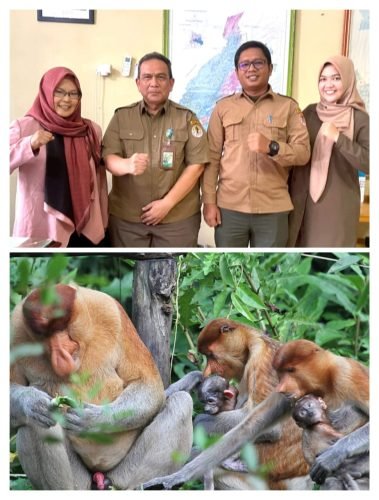 Ketua SBI Kalsel, Amel Sambut Gembira Kelahiran Bayi Bekantan di Stasiun Riset Bekantan - Pulau Curiak, 1 IMG 20240304 WA0052 e1709558475635