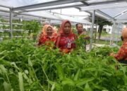 Kadis Sunati Panen Sayuran Hidroponik Bersama Dharma Wanita Persatuan TPHP