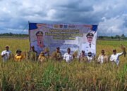 Poktan Pejambuan Raya Panen Padi Gernas El Nino