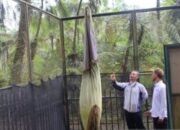 Bunga Bangkai Tertinggi Mekar Pekan Ketiga di Kebun Raya Cibodas 24 Bunga Bangkai Tertinggi Mekar Pekan Ketiga di Kebun Raya Cibodas
