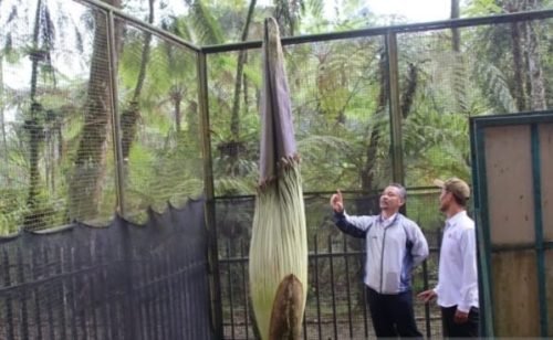 Bunga Bangkai Tertinggi Mekar Pekan Ketiga di Kebun Raya Cibodas 1 IMG 20240418 WA0025 e1713446177963
