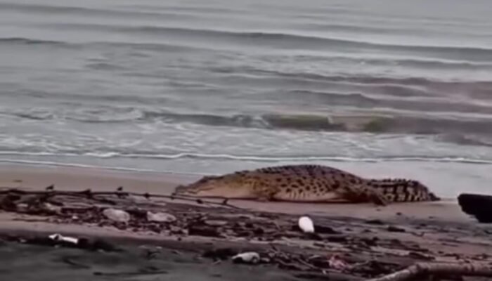 Teror Buaya Pantai Kembali Datang, Warga Diimbau tak Buang Sampah Mentah