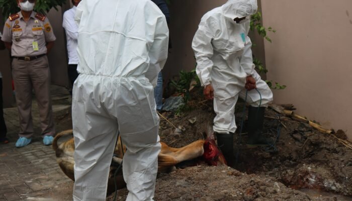 Temukan Indikasi Brucellosis, Karantina Kalsel Terpaksa Potong Ternak