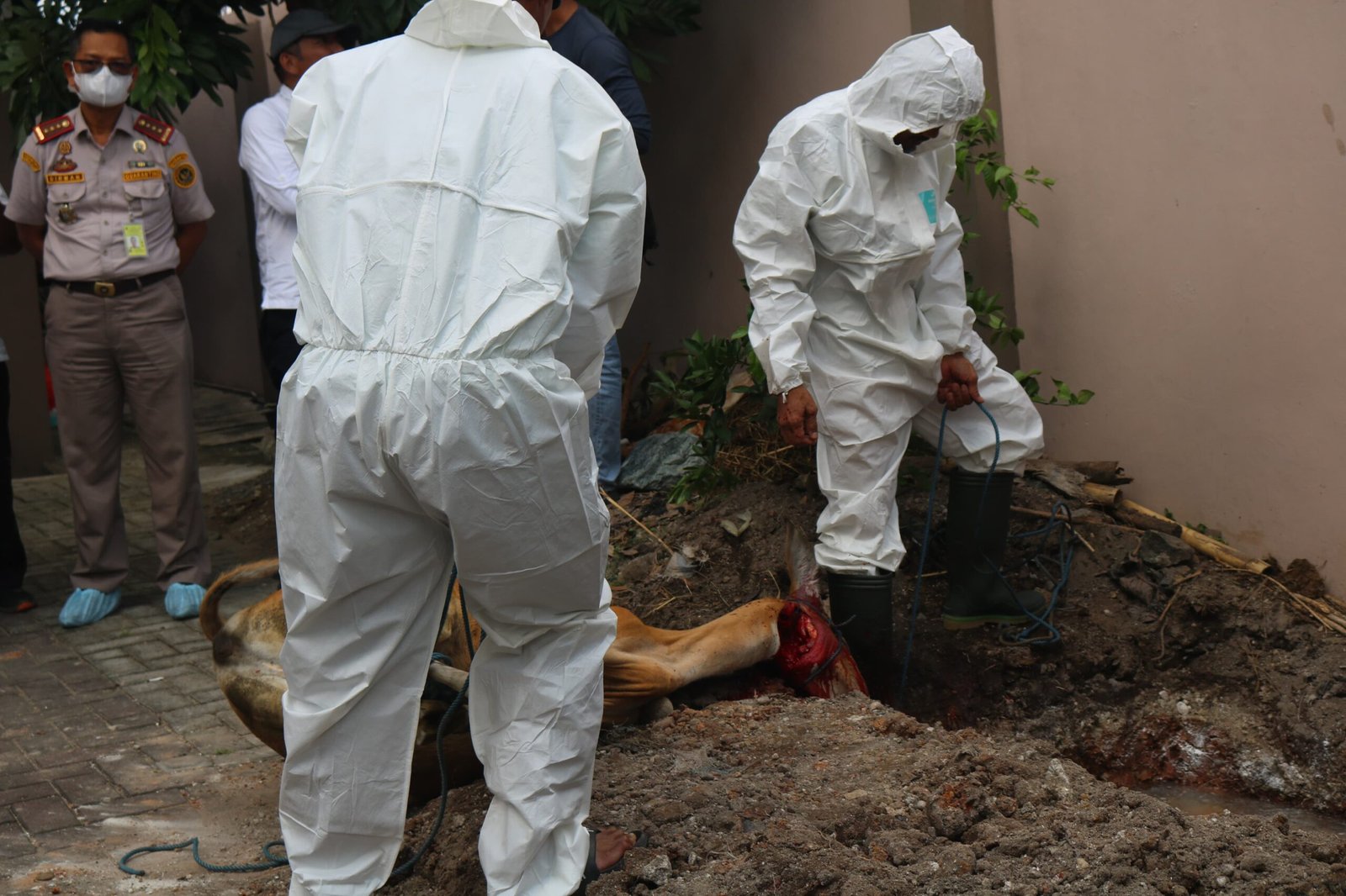 Temukan Indikasi Brucellosis, Karantina Kalsel Terpaksa Potong Ternak 1 1000391227 scaled
