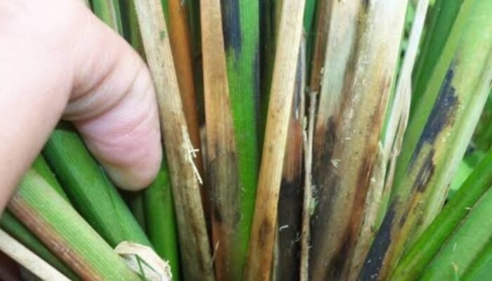 OPT Ancam Tanaman Padi, Petani Khawatir Serangan Meluas