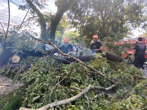 6 FOTO HL Pohon Tumbang 3klm