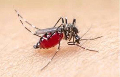 Hal 10 Nyamuk Malaria