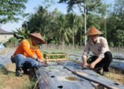 Desa Ayunan Papan Dapat Bantuan 11.500 Tanaman Hortikultura 25 Desa Ayunan Papan Dapat Bantuan 11.500 Tanaman Hortikultura