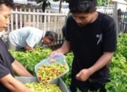 Pemkab Kepulauan Seribu Mulai Manfaatkan Lahan untuk Tanaman Pangan 13 Pemkab Kepulauan Seribu Mulai Manfaatkan Lahan untuk Tanaman Pangan