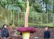 Bunga Bangkai Setinggi 3,4 Meter Mekar Sempurna di Kebun Raya Cibodas 9 Bunga Bangkai Setinggi 3,4 Meter Mekar Sempurna di Kebun Raya Cibodas