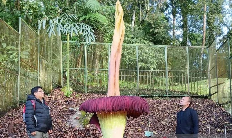 Bunga Bangkai Setinggi 3,4 Meter Mekar Sempurna di Kebun Raya Cibodas 1 IMG 20240526 WA0037