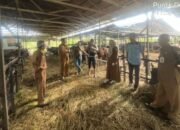 Disbunak Batola Periksa Ternak Qurban 10 Disbunak Batola Periksa Ternak Qurban
