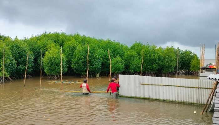 Kalteng dan IPB University Kerja Sama Kembangkan Budidaya Kepiting Bakau