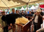 Polres Tanbu Gelar Kontes Kambing 7 Polres Tanbu Gelar Kontes Kambing