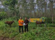 Puluhan Ekor Sapi Dibagikan Untuk Delapan Desa 32 Puluhan Ekor Sapi Dibagikan Untuk Delapan Desa