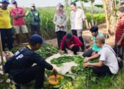 Distan Edukasi Petani Penerapan Pupuk Hayati