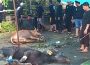 Polres Kotabaru Bagikan Puluhan EKOR Hewan Kurban 20 Polres Kotabaru Bagikan Puluhan EKOR Hewan Kurban