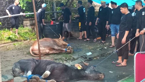 Polres Kotabaru Bagikan Puluhan EKOR Hewan Kurban 1 Hal 16 K Baru 3 klm 5