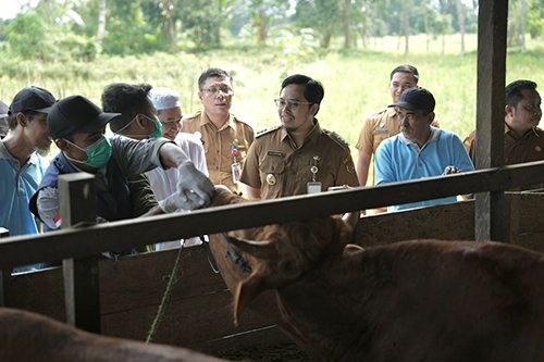 Aulia Pimpin Pemeriksaan Hewan Qurban 1 Hal 2 Barabai 4 klm 5