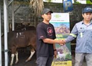 BMB Group Serahkan Puluhan Hewan Kurban 17 Desa di Tapin 8 BMB Group Serahkan Puluhan Hewan Kurban 17 Desa di Tapin