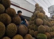 Luasnya Peluang Ekspor Durian Indonesia 20 Luasnya Peluang Ekspor Durian Indonesia