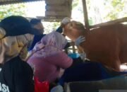 Pemprov Babel Wajibkan OPD Potong Hewan Kurban pada Idul Adha 25 Pemprov Babel Wajibkan OPD Potong Hewan Kurban pada Idul Adha