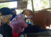 Pemprov Babel Pastikan Hewan Kurban Bebas Berbagai Penyakit Ternak 22 Pemprov Babel Pastikan Hewan Kurban Bebas Berbagai Penyakit Ternak