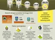 Produksi Bawang Putih Meningkat 15 Produksi Bawang Putih Meningkat