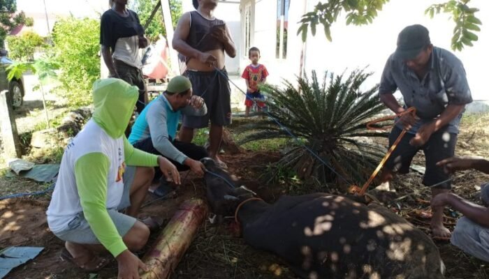 Melalui Yayasan Abdul Azis Halaby, Disalurkan Sapi Kurban ke Tiap Kelurahan di Banjarbaru