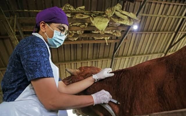 Kalsel Masih Memerlukan Banyak Tenaga Dokter Hewan