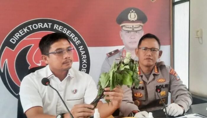 Dianggap Beracun, Kecubung tidak Digunakan Lagi sebagai Obat Tradisional